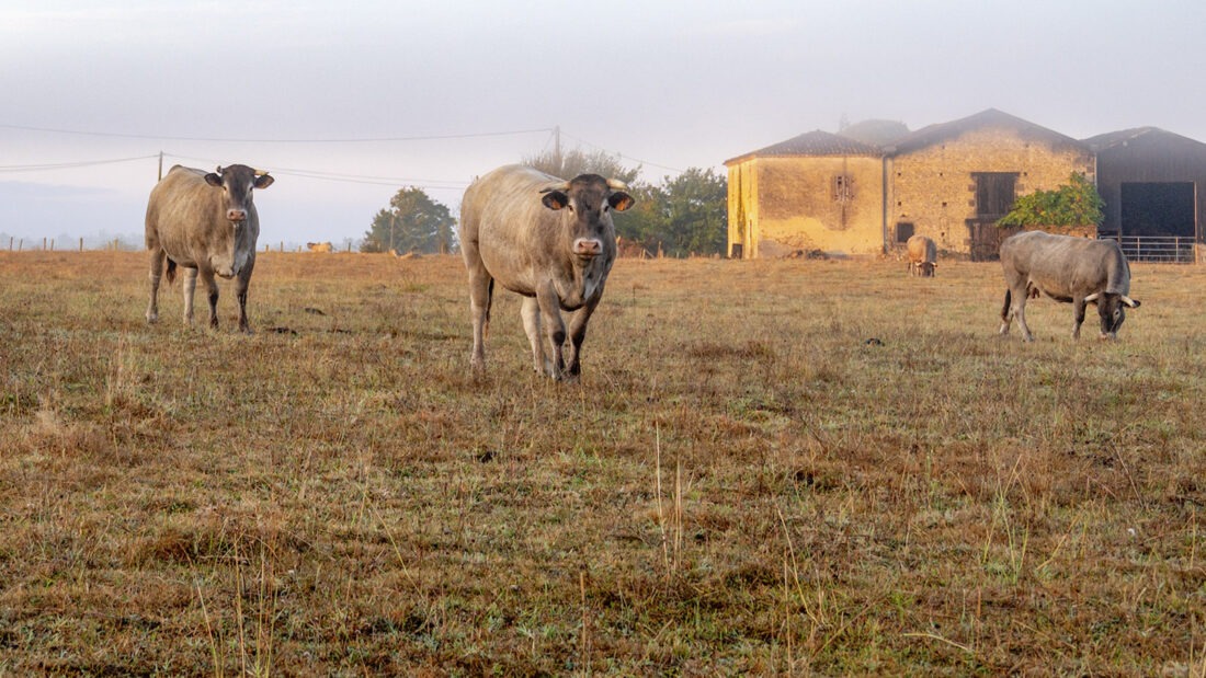 Das Bazas-Rind wird extensiv gezüchtet und verbringt den Großteil seines Lebens auf ausgedehnten Weiden rund um Bazas. Foto: Hilke Maunder