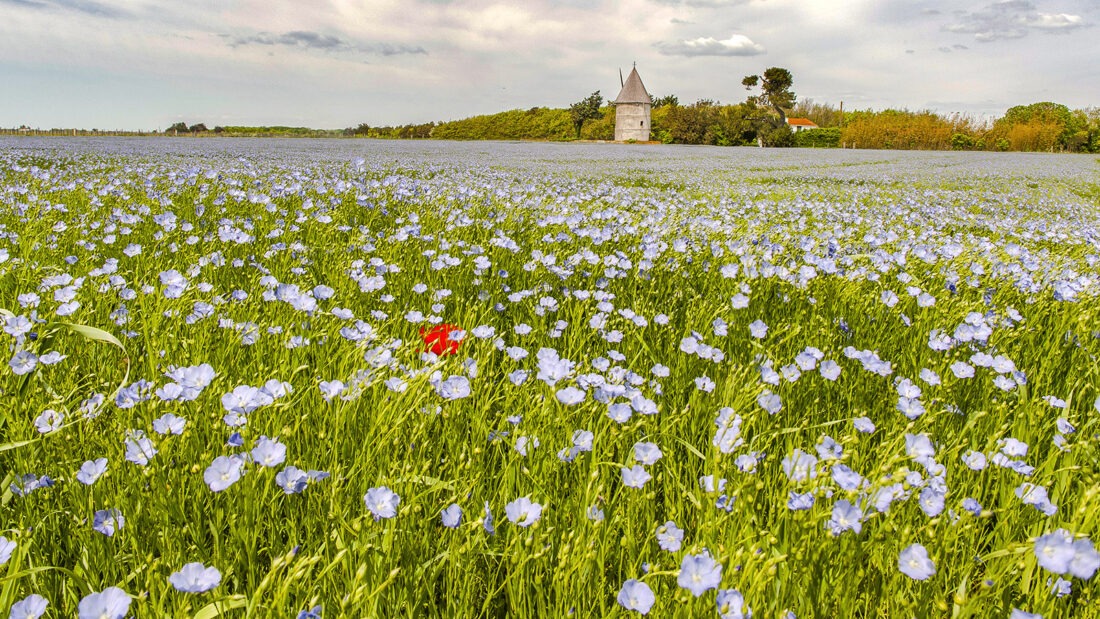 Im Juli blüht der Flachs bei Saint-Georges-d'Oléron. Foto: Hilke Maunder