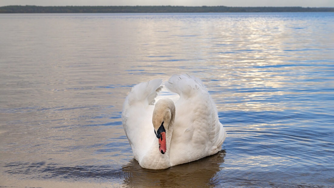 Abstimmung mit Schwan am Étang d'Aureilhan von Mimizan. Foto: Hilke Maunder