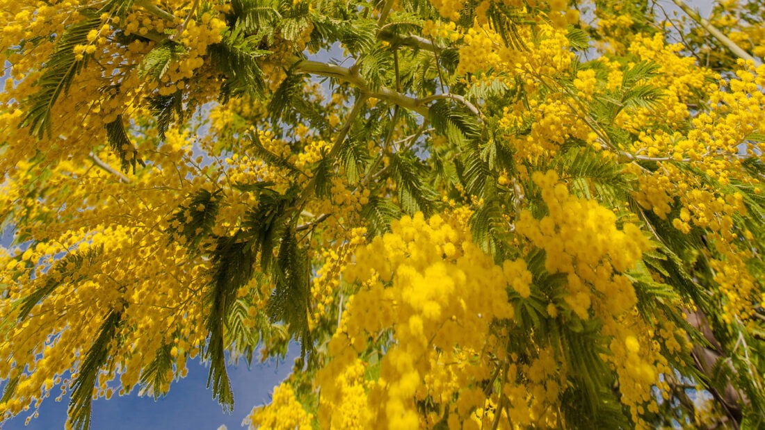 Mimosen in Blüte. Foto: Hilke Maunder