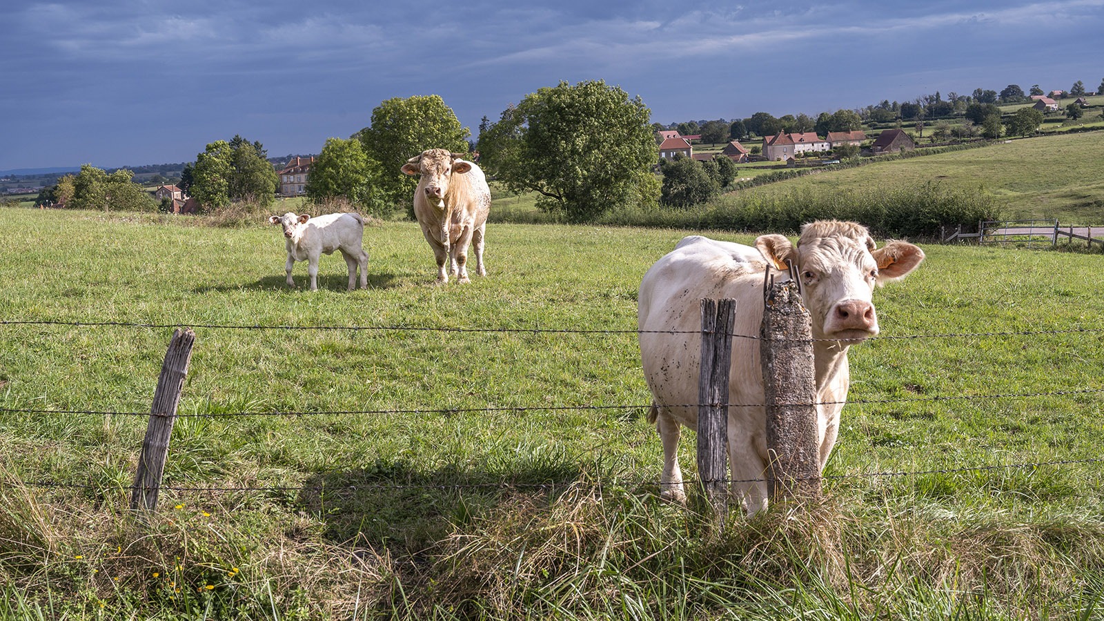 Charolais-Rinder bei Oyé. Foto: Hilke Maunder