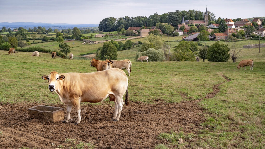 Fleischrinder auf der  Weide bei Saint-Christophe-en-Brionnais. Foto: Hilke Maunder