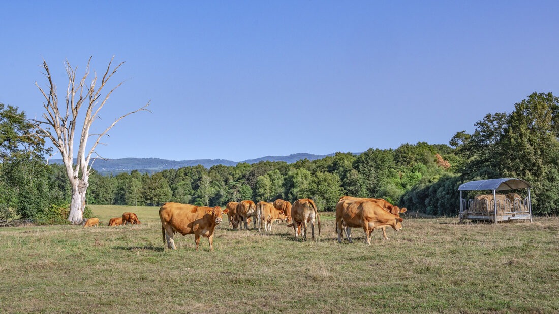 La Limousine: das Rind der Weiden im Département Creuse. Foto: Hilke Maunder