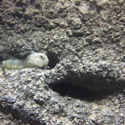 Die Unterwasserwelt der Côte Vermeille. Foto: Hilke Maunder